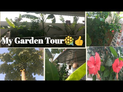 My kitchen Garden Tour👍/Tips & Ideas/How to maintain plants & vegetables around Home Video