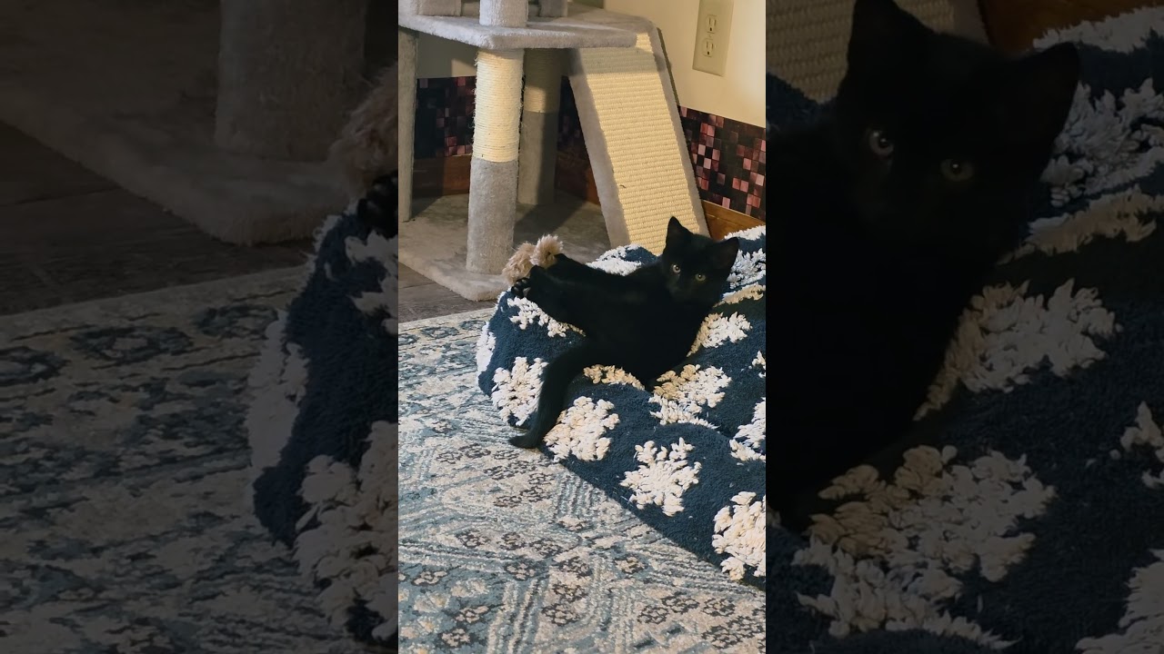 Dylan, a ADOPTABLE Domestic Short Hair in Jamesville, NY video 6/6