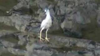 preview picture of video 'Black-Crowned Night-Herons Return!'