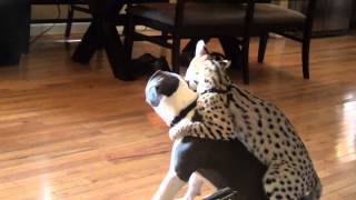 Re: [問卦] 獵豹 打的贏比特犬嗎？