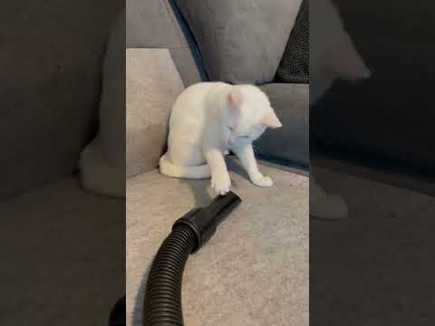 Cat's Face Gets Sucked Up in Vacuum || ViralHog