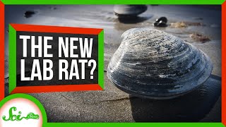 Bivalves Could Be the New Lab Rats