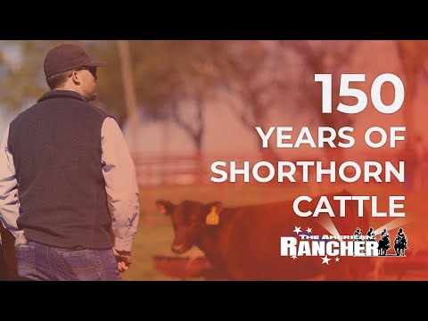 , title : '150 Years of Shorthorn Cattle | The American Rancher'