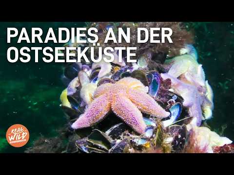 WILDE OSTSEE: Deutschlands unberührte Natur