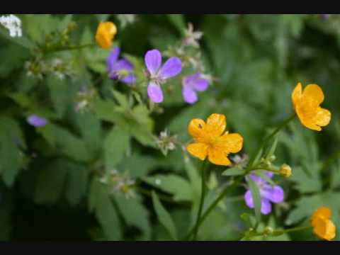 Park Hy0 Sh!n- Hwa Sh!n (finnish subtitles)