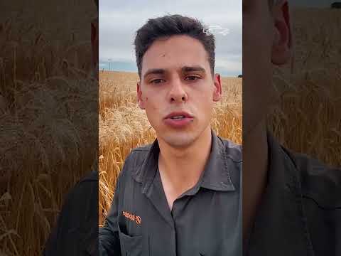 Biotrigo na Estrada | Biotrigo Titan | Catuípe/RS