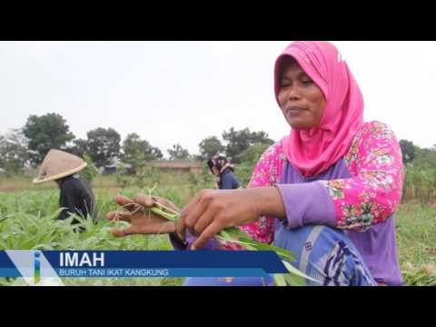 Kisah Buruh Tani Ikat Kangkung Kisah Buruh Tani Ikat Kangkung
