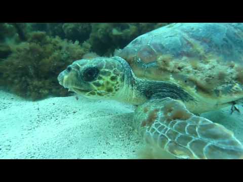 Diving Malta: Meet a turtle, L´Ahrax Point,Malta