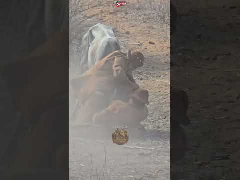 Um pouco da tradicional pega de boide Jutaí, Distrito de Lagoa Grande PE, Terra dosVaqueiros.