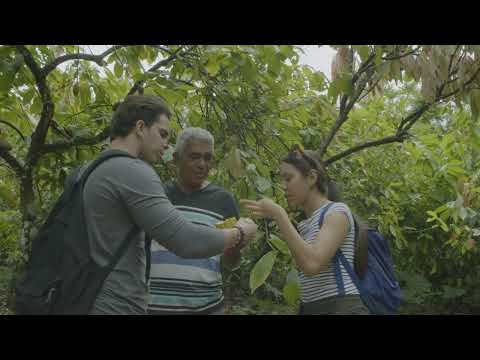 Pura tradición de cacao y chocolate
