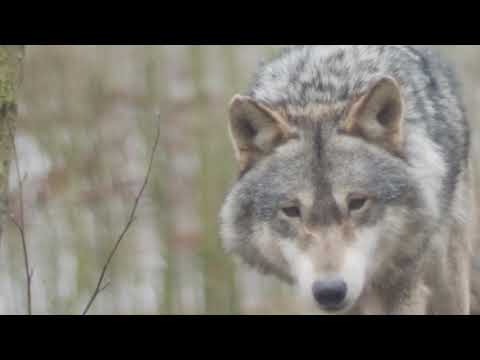 beautiful dogs video