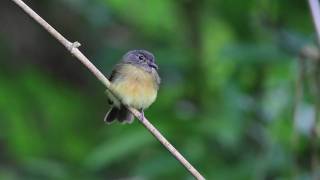 preview picture of video 'Tawny-chested Flycatcher.mpg'