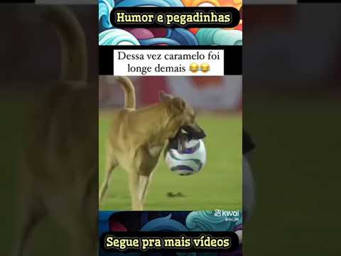 cachorro do mangue jogador kkk