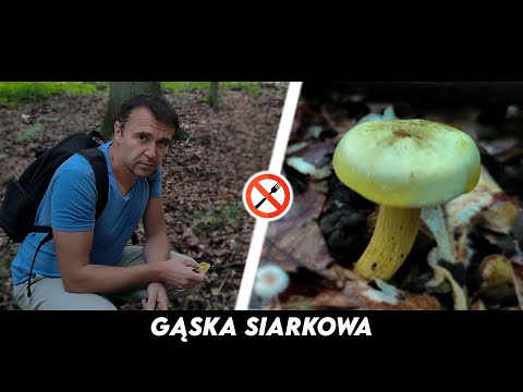 Gąska Siarkowa - trująca czy niejadalna?