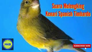 Download lagu Masteran Kenari Spanish Timbrado Durasi Panjang Lagu Mewah mp3