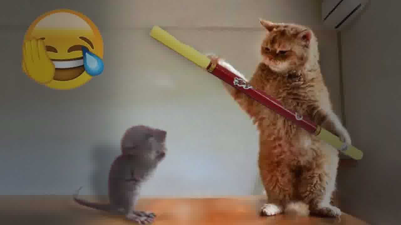Funny Dog And Cat Videos 🤣 Best Funniest Catss Video 2024 🙀
