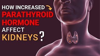 How increased Parathyroid Hormone affect kidneys?