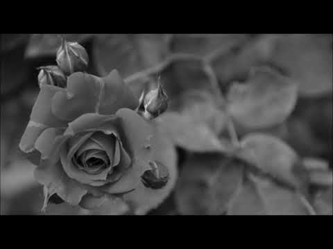 Tomislav Bralić  i klapa Intrade- Kad se zamislim