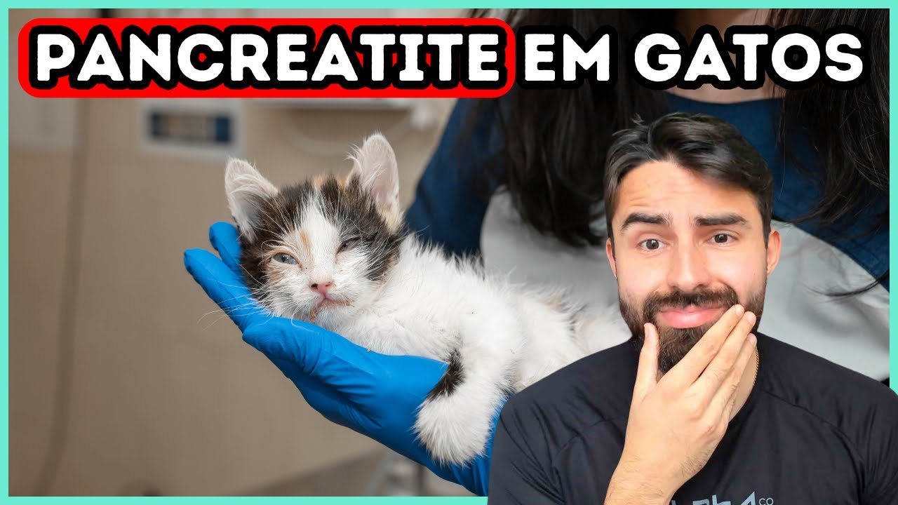 Pancreatite em Gatos: Sintomas, Diagnóstico e Tratamento