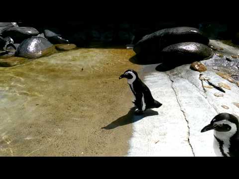 Stuttgart ZOO Wilhelma Pinguin goes for a swim