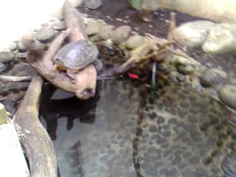 YouTube Video WCwoSMhf6vQ