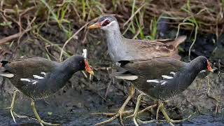 Download lagu Suara campuran Tikusan & Mandar batu mp3