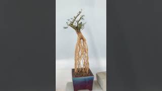 Download lagu Tips for creating beautiful roots bonsai boxwood #satisfying #short mp3