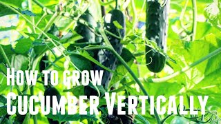 How To Grow Cucumber Vertically - Save Space & Increase Yields in 3 Simple Steps Growing Vertically