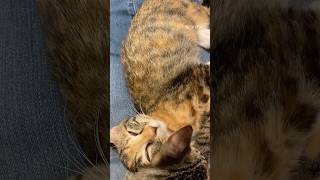 可愛い子猫ちゃん#kitten #cat #ねこ動画 #猫動画