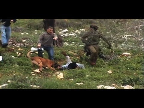 الجيش الاسرائيلي يُطلق كلابه على المواطنين في كفر قدوم