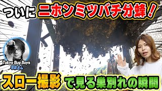 【昆虫スロー】ついに分蜂！ニホンミツバチの巣別れの瞬間をスローモーションで！Tokyo Bug Boys × 週末養蜂！