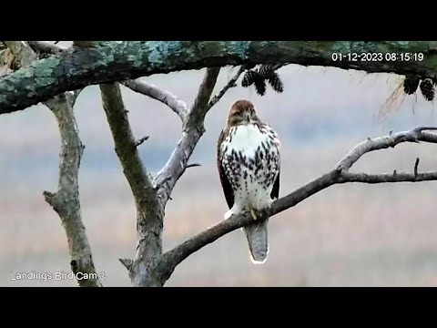 Red Tailed Hawk Morning Close Up 🌲 01/12/23  08:11
