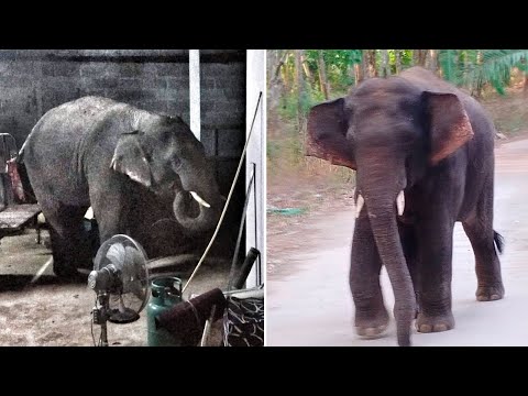 Hungry Elephant Chased Away After Raiding House