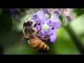 The Deans List: How to Save Our Bees--and Our ...