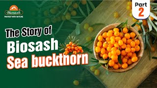 The story of Biosash Seabuckthorn- Part 2