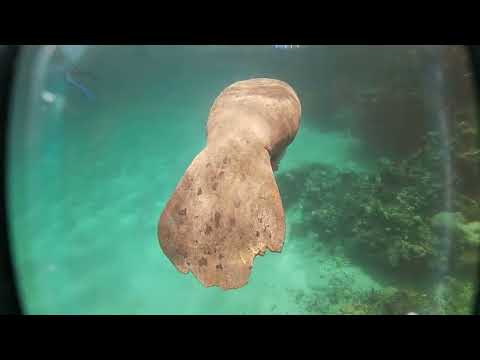 Video thumbnail — Manatee Belize May 2024 Rowan Byrne Marine Biologist