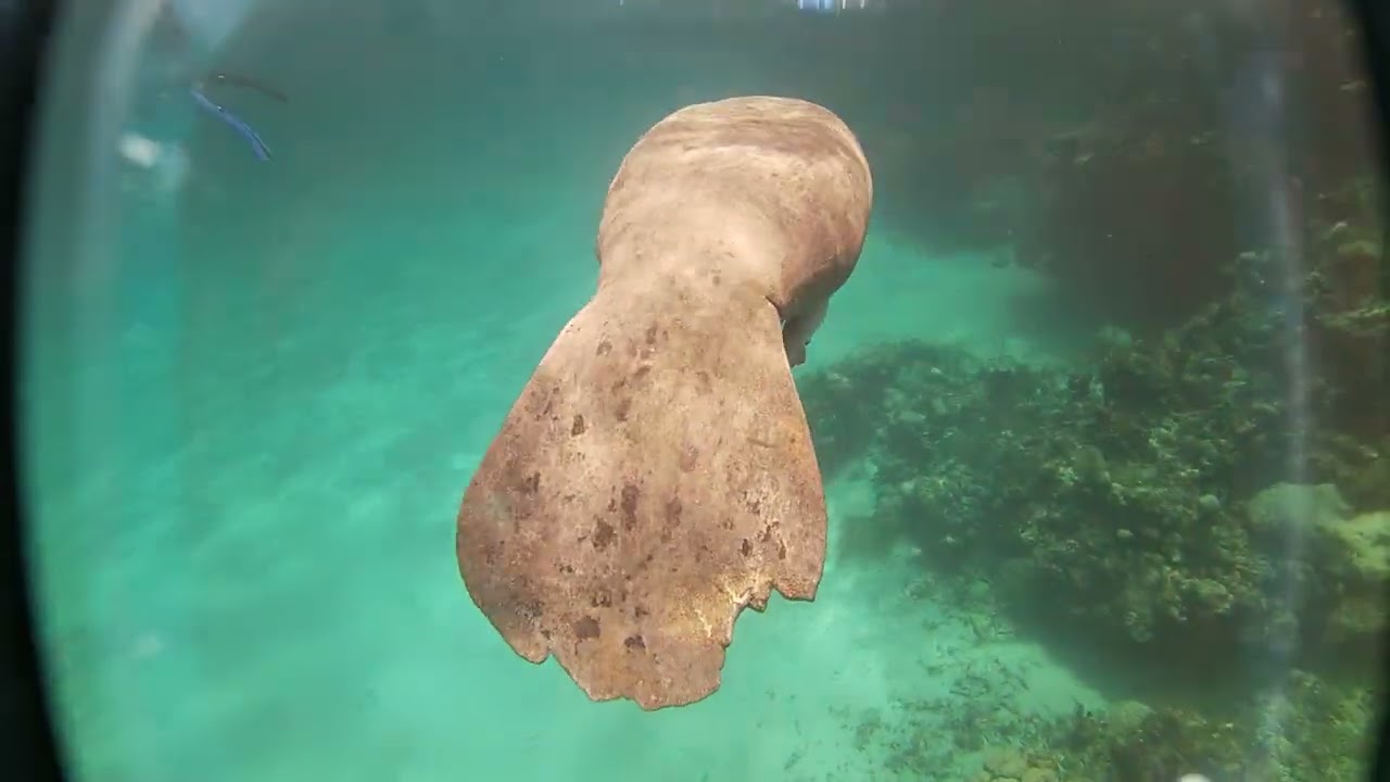 Video thumbnail — Manatee Belize May 2024 Rowan Byrne Marine Biologist
