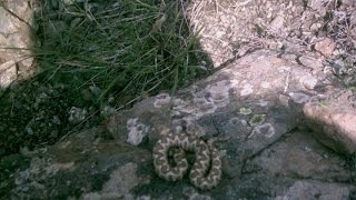 preview picture of video 'Juvenile Long-Nosed Viper ( Vipera Ammodytes )'