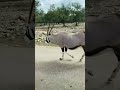 South African Oryx Nature Wildlife Zoo Wildanimals
