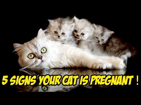 SIgns THAT your Cat is PREGNANT .