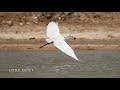 Little Egret לבנית קטנה