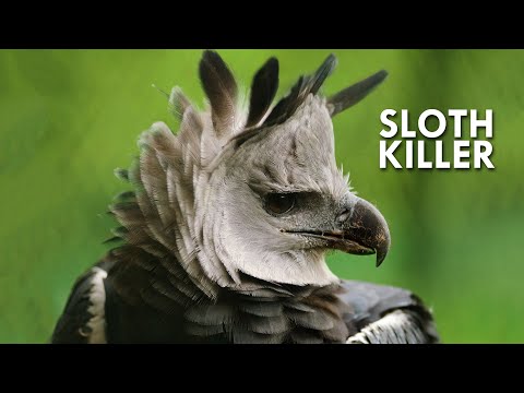 Interesting Animal Videos