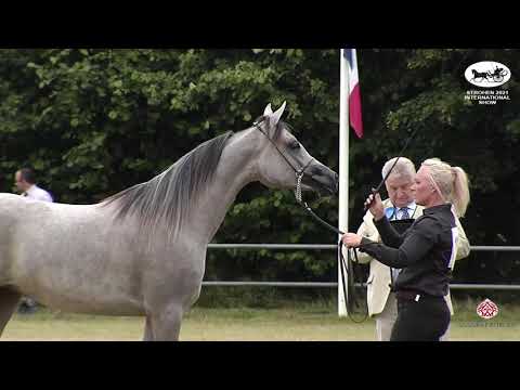 N 111 DRIMEA ISA   Strohen 2021 International B Show   Fillies 2 Years Old Class D