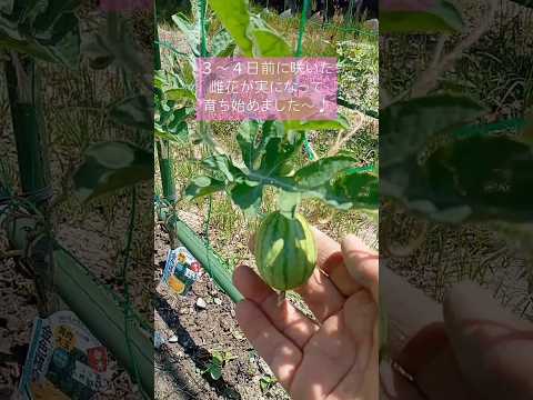 苗を見逃さないようにするにはどうすればよいですか？避けるべき5つの間違い!  庭園