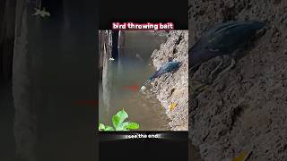 Download lagu Burung menangkap ikan #trending #hewan #satwa liar #youtubeshorts #youtube #memancing #burung #viralshort mp3 Download lagu Burung menangkap ikan #trending #hewan #satwa liar #youtubeshorts #youtube #memancing #burung #viralshort mp3