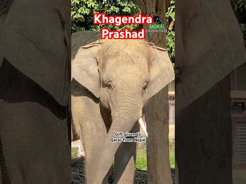 Khagendra Prasad: Gift from Nepal government to Qatar #khagendraprasad #rudrakali #elephantslover