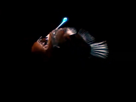 Strange Bioluminescing Deep Sea Animals