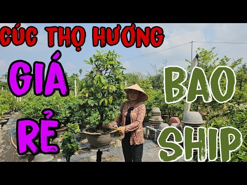 🪷21/04💮0348322142(thủy)🌸giao lưu 10 cây mai giống 🪷cúc thọ hương🌼giá siêu rẻ 🔥bao ship toàn quốc