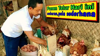 Download lagu Panen Telur dikandang sederhana semi umbaran Alhamdulillah mp3 Download lagu Panen Telur dikandang sederhana semi umbaran Alhamdulillah mp3