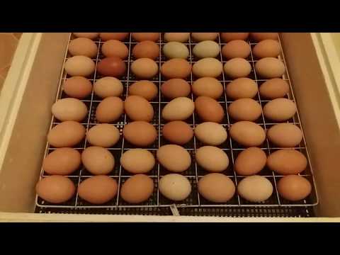 Закладка куриных яиц в инкубатор 'Несушка' на 63 яйца